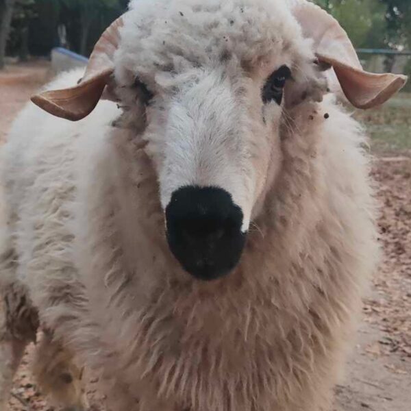 Pumba 🥰 il se présente comme câlin coquin et joueur, il croit être un chien et adore galo