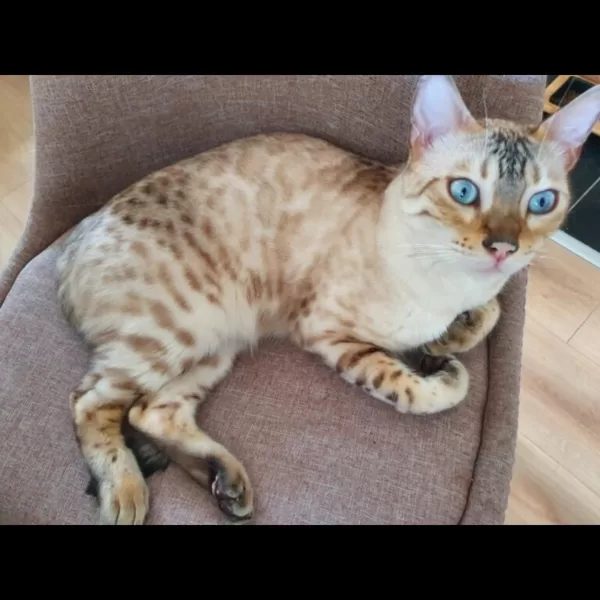 Sultan 🥰 il aime beaucoup sa maman humaine, visiter dehors et regarder les oiseaux, il es