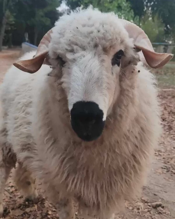 Pumba 🥰 il se présente comme câlin coquin et joueur, il croit être un chien et adore galo